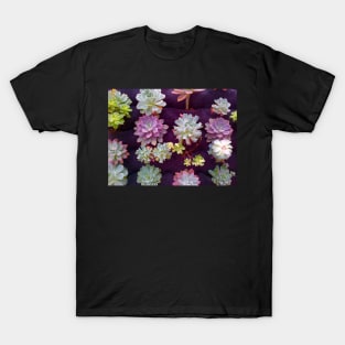 Succulents 2 T-Shirt